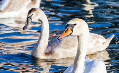 A family of swans swimming on the lake. A group of beautiful swans swims in blue water. Family love and friendship of animals.