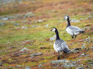 Group off Barnacle goose in arctic. Svalbard, Norway