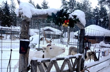 Laponie finlandaise : Ferme de rennes dans la campagne aux alentours de Levi