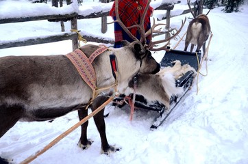 Laponie finlandaise : Ferme de rennes dans la campagne aux alentours de Levi