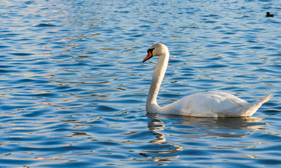 A beautiful lonely swan is swimming on the lake. A single swan on the water.