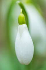  Closeup shot of fresh common snowdrops (Galanthus nivalis) blooming. Lovely snowdrop flowers (Galanthus nivalis). A cluster of snowdrop flowers, Galanthus nivalis, in a woodland in early February