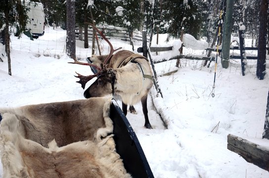 Laponie finlandaise : Ferme de rennes dans la campagne aux alentours de Levi