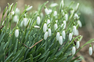  Closeup shot of fresh common snowdrops (Galanthus nivalis) blooming. Lovely snowdrop flowers (Galanthus nivalis). A cluster of snowdrop flowers, Galanthus nivalis, in a woodland in early February