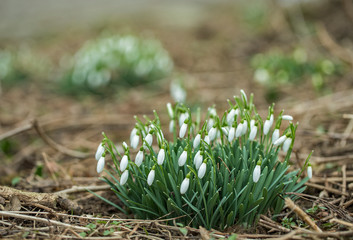  Closeup shot of fresh common snowdrops (Galanthus nivalis) blooming. Lovely snowdrop flowers (Galanthus nivalis). A cluster of snowdrop flowers, Galanthus nivalis, in a woodland in early February