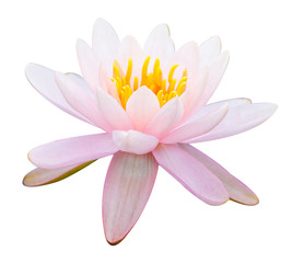 beautiful pink waterlily or lotus flower isolate on white background with clipping path.