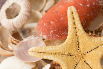 Bunch of empty see animal shells  starfish, urcihn, snail, seashell, crab