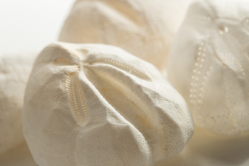 Empty shell of sea heart urchin Echinocardium cordatum