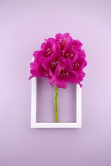 Flower card. Flower frame. pink rhododendron flower on a purple  background.top view,copy...