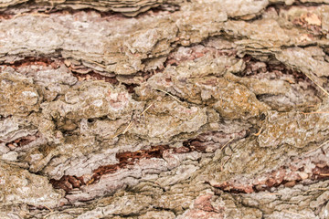 Tree bark. Copy space. Place for text and design