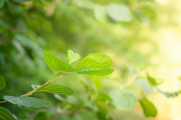 Closeup nature green leaf on blurred background with copy space, ecology concept.