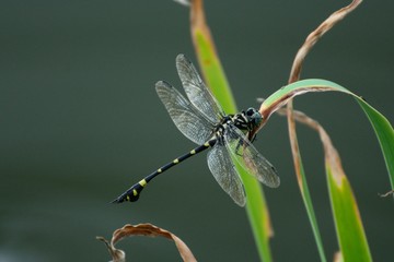 タイワンウチワヤンマ