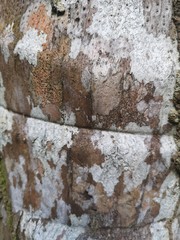 Obraz premium Old tree bark texture - closeup