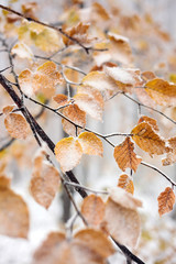 Close-up of frozen beech tree branch with orange leaves covered in late autumn snow. Weather and changing seasons concept