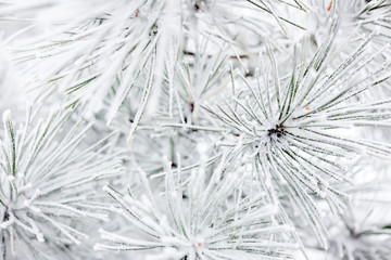 Close-up of snow and frost covered pine tree needles, foggy winter day. Weather and changing seasons concept