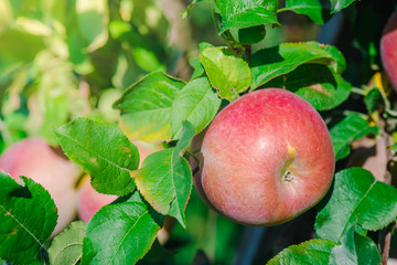 Abstract nature red apple in the garden. 