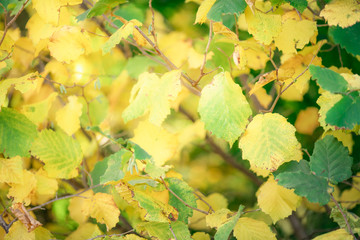Closeup nature green leaf on blurred background with copy space, ecology concept.