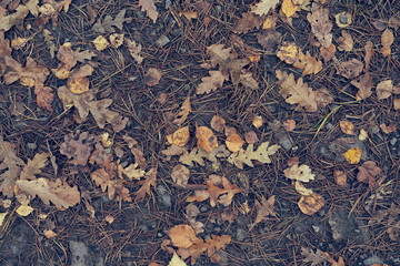 Close-up top view of a autumn leaf textured background