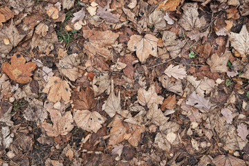 Close-up top view of a autumn leaf textured background