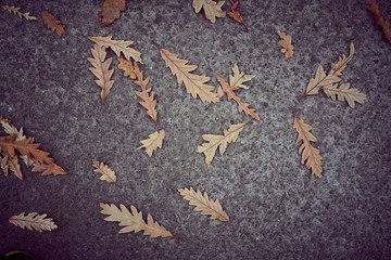 Close-up top view of a autumn leaf and tarmac textured background