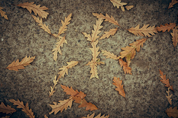 Close-up top view of a autumn leaf and tarmac textured background