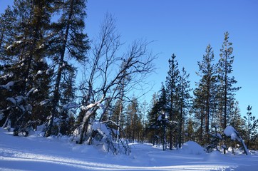 Campagne autour de la ville de Levi (Laponie finlandaise)