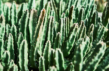 Succulent in a botanical garden close up.