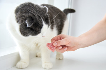 The owner gives the cat a slice of sausage in the shape of a heart