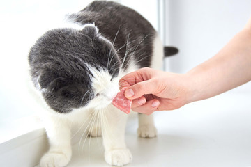 The owner gives the cat a slice of sausage in the shape of a heart