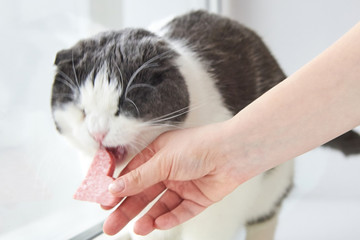 The owner gives the cat a slice of sausage in the shape of a heart