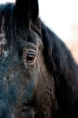 Fototapeta premium pferde auge nah