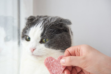 The owner gives the cat a slice of sausage in the shape of a heart