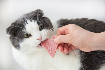The owner gives the cat a slice of sausage in the shape of a heart