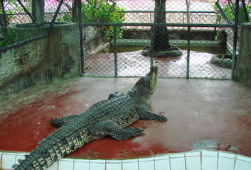 The kind of calm crocodile, which no one draws attention, reduces visitor alertness.