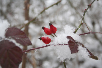 Red fruits or berries of Dog rose bush covered by snow. Rosa canina in winter