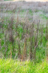 Green plants in nature