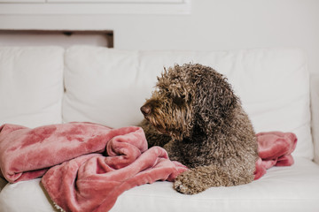 .Young brown spanish water dog resting on the white sofa of his house over a pink blanket. Lying, relaxed and carefree. Dogfriendly. Lifestyle..