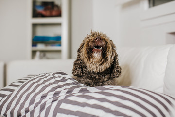 .Young brown spanish water dog resting on the white sofa of his house over a striped pillow. Lying,...