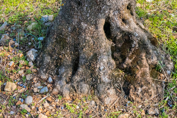 Tree roots in jungle