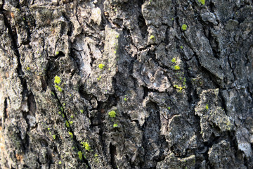 Tree bark detail shoot