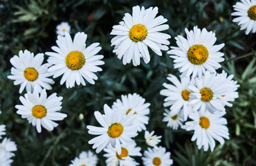 Fototapeta premium Chamomile flowers. Close-up