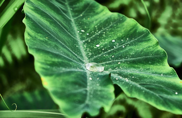 Colorful tropical palm leaves. Close-up.