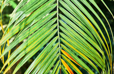 Colorful tropical palm leaves. Close-up.