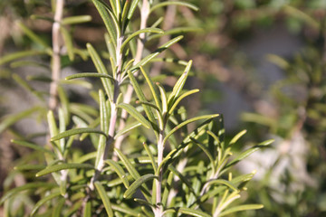 Obraz na płótnie Canvas Fresh Rosemary plant growing in the vegetable garden. Close-up of Rosmarinus officinalis leaves 