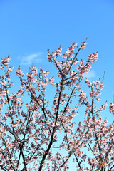 寒桜