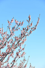 寒桜