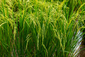 Fototapeta premium Rice field in local area of Thailand sunny day