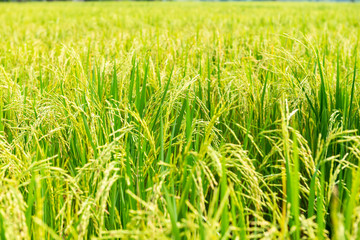 Rice field in local area of Thailand sunny day