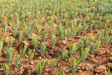 Obraz premium Landscape of Pineapple Plantation Thailand