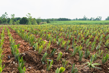 Landscape of Pineapple Plantation Thailand